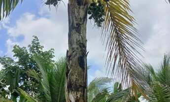 Imagem 7: Lindo Sitio em Balbina Presidente Figueiredo