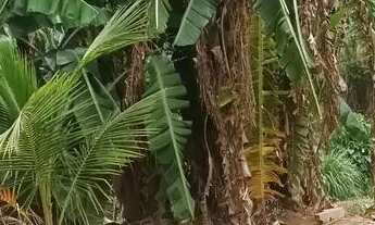 Imagem 2: Vendo casa queimados