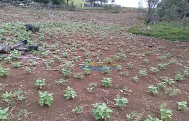 Imagem 11: Sítio à venda, 242000 m² por R$ 1.100.000,00 - Rural - Guaraniaçu/PR