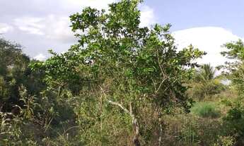 Imagem 6: 3 tarefas em PAU SECO - HUMILDES