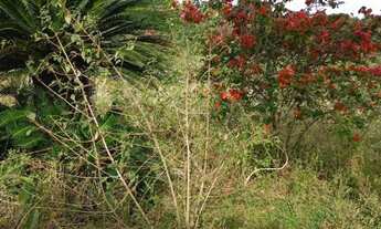 Imagem 4: Vendo sítio Top de linha completo