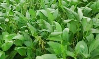 Imagem 3: 66 Alqs Soja Plana Ótima de Argila e Água Região Pedro Afonso TO