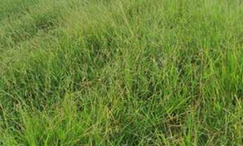 Imagem 4: Fazenda interior de SP