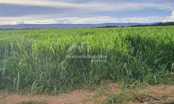 Imagem 6: Fazenda em Rosário Oeste-MT - Dupla Aptidão