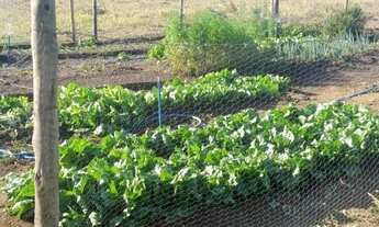 Imagem 5: Excelente Chácara de 10 Hectares na Taquara em Planaltina DF