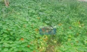 Imagem 3: Terreno à venda, 350 m² por R$ 430.000,00 - Cidade São Mateus - São Paulo/SP