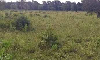 Imagem 5: FAZENDA À VENDA EM GOIATINS - TO - 329,12 HECTARES (PECUÁRIA