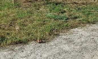 Imagem: Vendo terrenos no loteamento vale verde