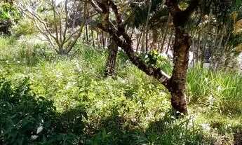 Imagem 4: Vendo chácara na cidade ( CRECI SP 248437-F