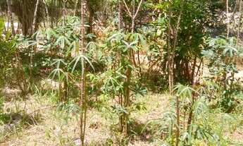 Imagem 4: Troca Chácara Marmeleiro prox Sta Felic., 2.456m², Pesque Pague Fanho,casa 75m², internet