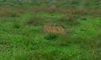 Imagem 5: Fazenda para reserva, reflorestamento, pecuária aceita troca