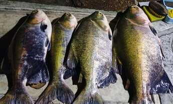 Imagem: Chácara de 1.300 metros quadrados m² no