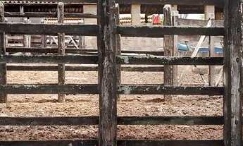 Imagem 2: FAZENDA de 429 t, com duas casas, curral e açude 50% capim ; distrito de Jaguara/Feira BA