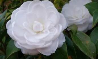 Imagem 4: Viamão - Sítio - Branquinha