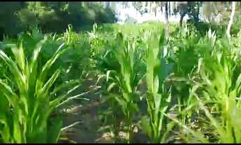 Imagem 3: Chácara em Esmeraldas