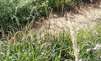 Imagem 5: Chácara de 21.000 metros entre água Boa e paiçandu