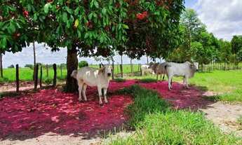 Imagem 2: Fazenda linda São Felipe 305 tarefas Com Rio Cortando Clima solos Pecuária Porteira Fechad