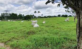 Imagem 4: Fazenda linda São Felipe 305 tarefas Com Rio Cortando Clima solos Pecuária Porteira Fechad
