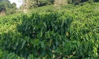 Imagem 3: Sítio de 7 alqueires produzindo