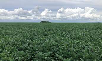 Imagem 6: Fazenda a venda em Confresa - MT
