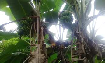 Imagem 3: Janauaca Manaquiri