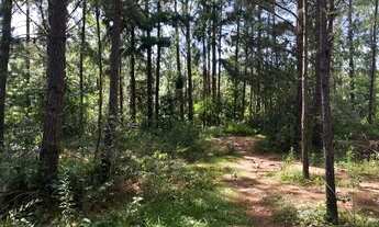 Imagem 3: Sítio 2 hectares em Gravataí-Santa tecla