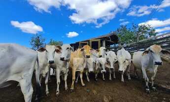Imagem 5: FAZENDA PEROBAS: POTENCIAL AGROPECUÁRIO E ESTRATÉGICO (52 alqueires fluminenses / 251,68 h