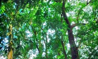 Imagem 7: Vendo essa chácara com 8 mil metros quadrados com águas da serra do mendanha