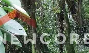 Imagem 2: Lote em rua dos Pinheiros - Alpes Verdes - Canela/RS