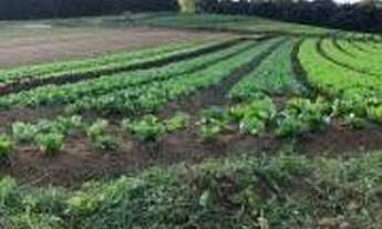 Imagem 2: VENDO TERRENO PARA CHACARA