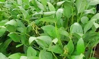 Imagem 2: 66 Alqs Soja Plana Ótima de Argila e Água Região Pedro Afonso TO