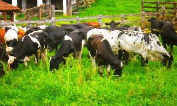 Imagem 3: Fazenda à Venda na Região de Carmo de Minas MG