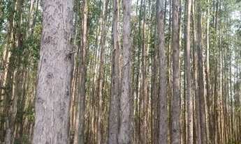 Imagem 4: Loteamento Vale das Águas| Igaratá (SP)| Lotes a partir de 1000m²