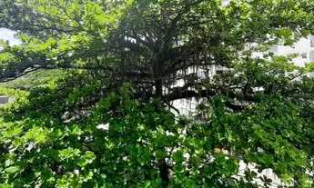 Imagem 3: FLORIANóPOLIS - Apartamento Padrão - Agronômica