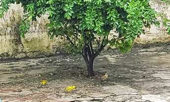 Imagem 7: Casa de Alto Padrão no Cj Pq dos Lagos (Tarumã) 5 Qts (3 Suites) Piscina + um Apto Atras