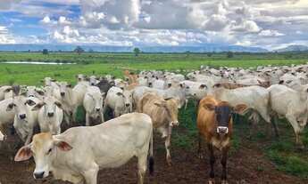 Imagem: R$360 Milhões Fazenda de 11.695 ha em Flores