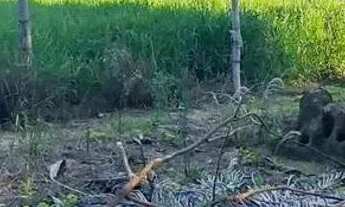 Imagem 5: Chácara em Rodovia Álvaro Barbosa Lima - Bairro dos Guedes - Tremembé/SP
