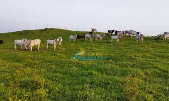 Imagem 5: Sítio à venda, 242000 m² por R$ 1.100.000,00 - Rural - Guaraniaçu/PR