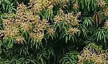 Imagem 3: SÃO JOSÉ DE ALMEIDA vendo SÍTIO 2000m² terras planas e produzindo COND. FECHADO em JABOTI