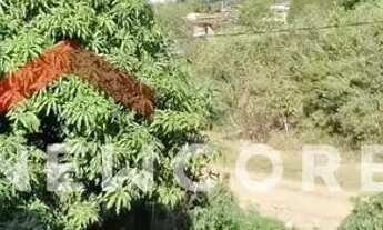 Imagem 3: Sítio em M - Jardim das Oliveiras (Melo Viana) - Esmeraldas/MG