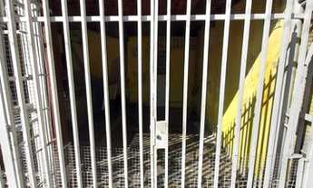 Imagem 2: Aluguel Residential / Home Belo Horizonte MG