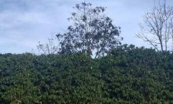 Imagem 2: Sítio de 7 alqueires produzindo