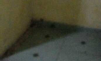 Imagem 5: Aluga se Casa Casa com 2 dormitórios