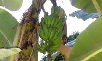 Imagem 3: Caixode banana Fazenda / sítio com temporada por R$40 /dia