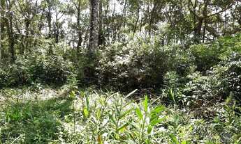 Imagem 2: Excelente Terreno Rural com Área de 10,31 Hectares localizado na região Cedro em Antonina