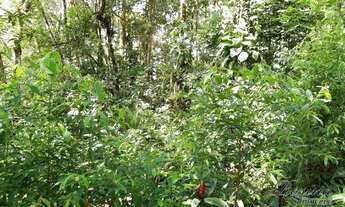 Imagem 5: Excelente Terreno Rural com Área de 10,31 Hectares localizado na região Cedro em Antonina
