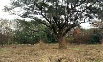 Imagem: Terreno em Nova Serrana