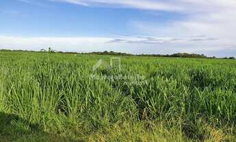 Imagem 7: Fazenda em Rosário Oeste-MT - Dupla Aptidão