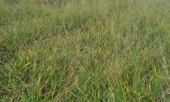 Imagem 6: Fazenda interior de SP