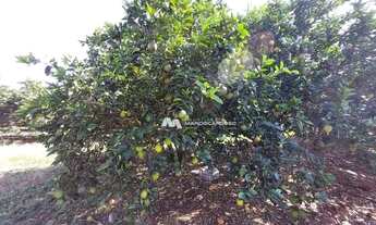 Imagem 6: Sítio com 2 dormitórios à venda, 447700 m² por R$ 4.070.000,00 - Zona Rural - Floreal/SP